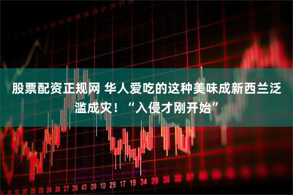 股票配资正规网 华人爱吃的这种美味成新西兰泛滥成灾！“入侵才刚开始”